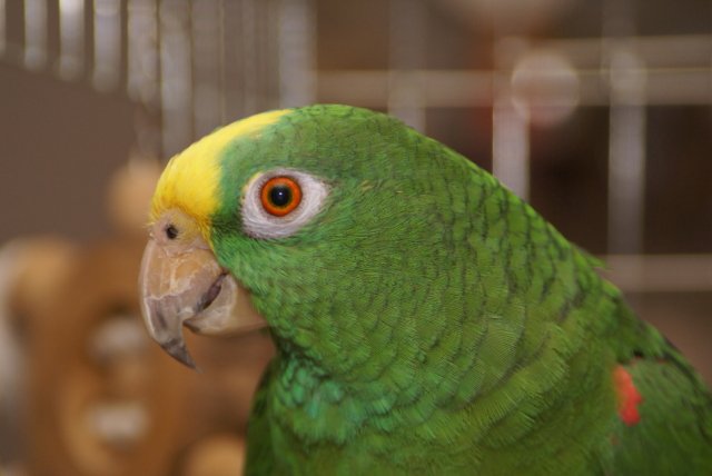 Pollie